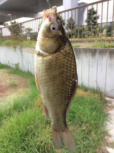 フナの釣果