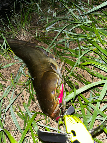 ナマズの釣果