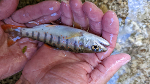 アマゴの釣果