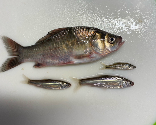 マブナの釣果