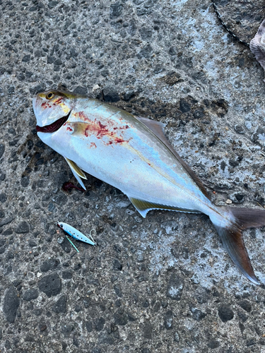 ショゴの釣果