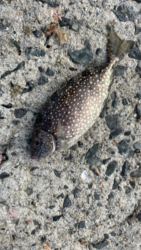 アイゴの釣果