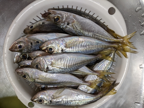 アジの釣果