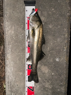 シーバスの釣果