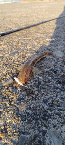 ハゼの釣果