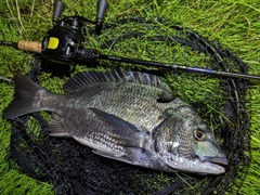 クロダイの釣果