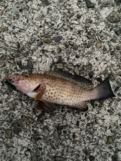 オオモンハタの釣果