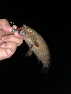 オオモンハタの釣果