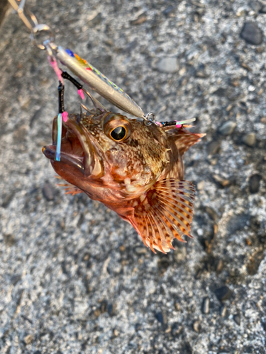 アラカブの釣果