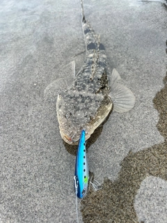 マゴチの釣果