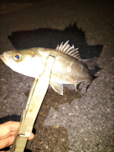 セイゴ（マルスズキ）の釣果