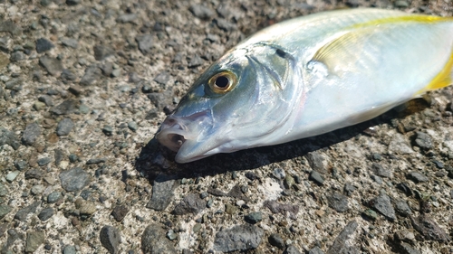 シマアジの釣果