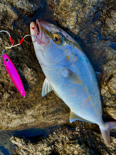 ショゴの釣果