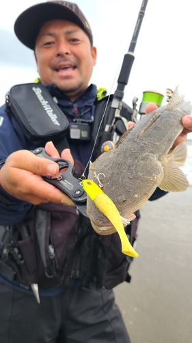 マゴチの釣果