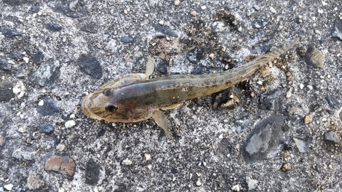 ハゼの釣果