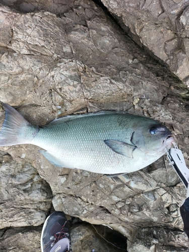 オナガグレの釣果