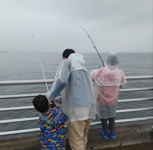 カタクチイワシの釣果