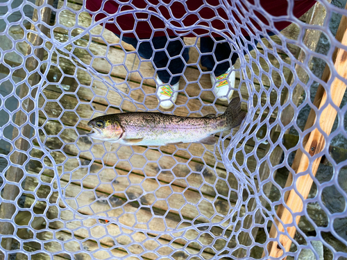 ニジマスの釣果