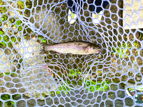 ニジマスの釣果