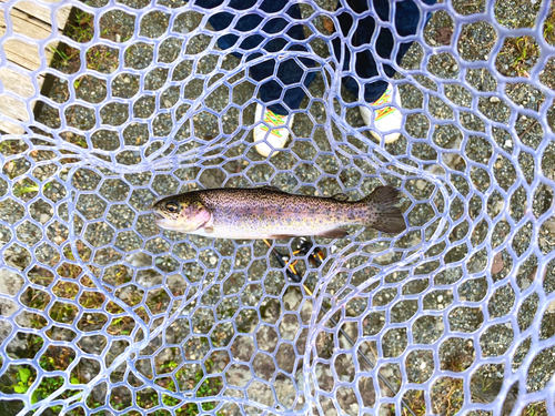 ニジマスの釣果