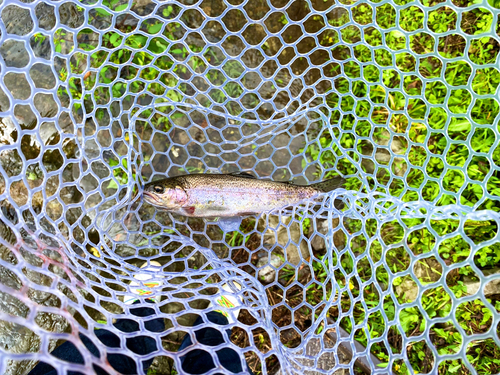 ニジマスの釣果