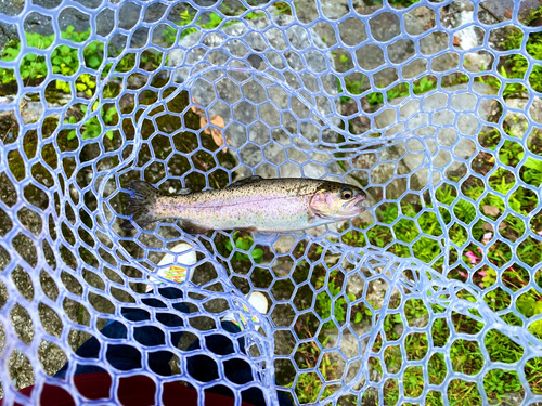 ニジマスの釣果