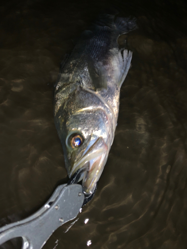 マルスズキの釣果