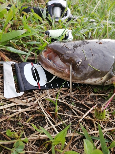 マナマズの釣果