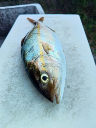 ショゴの釣果