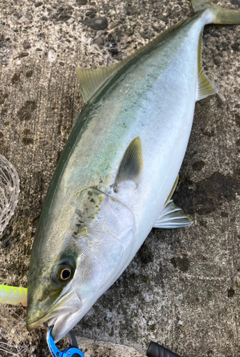 ワラサの釣果