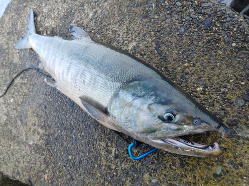 サケの釣果