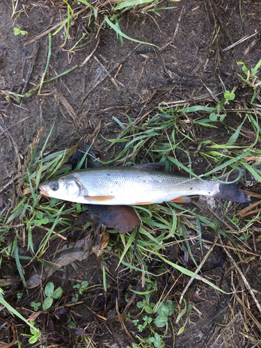 ウグイの釣果