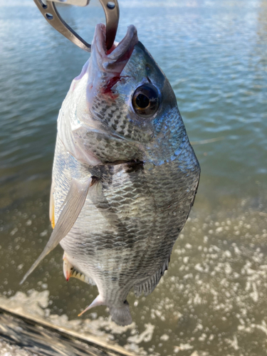 キビレの釣果