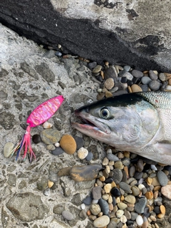 サケの釣果