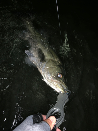 マルスズキの釣果