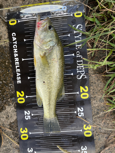 ブラックバスの釣果