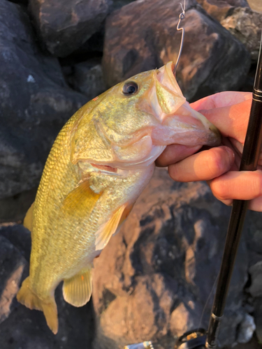 ブラックバスの釣果