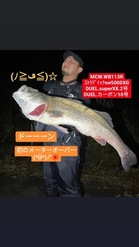 スズキの釣果