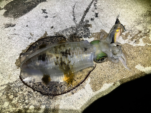 アオリイカの釣果