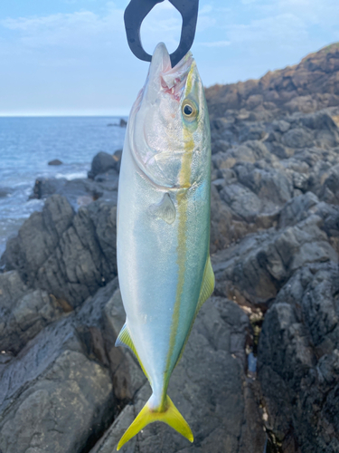 ツバスの釣果