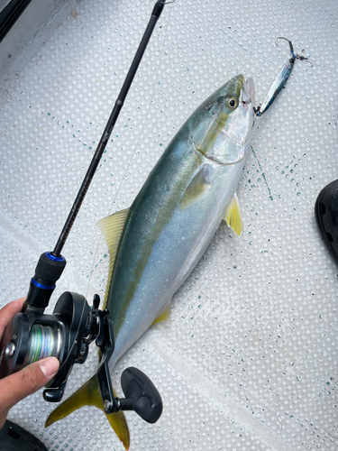 ハマチの釣果