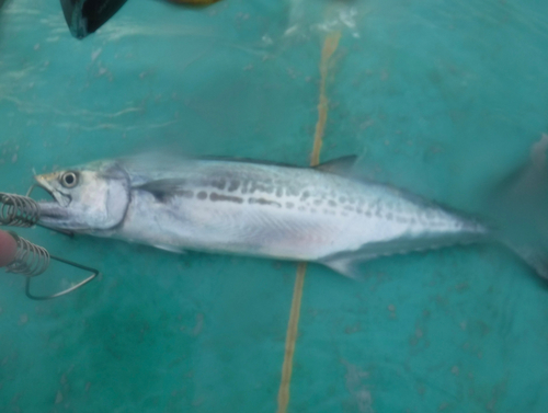 サゴシの釣果