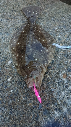 ソゲの釣果