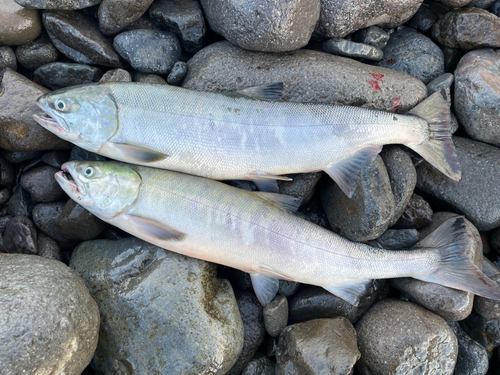 アキアジの釣果