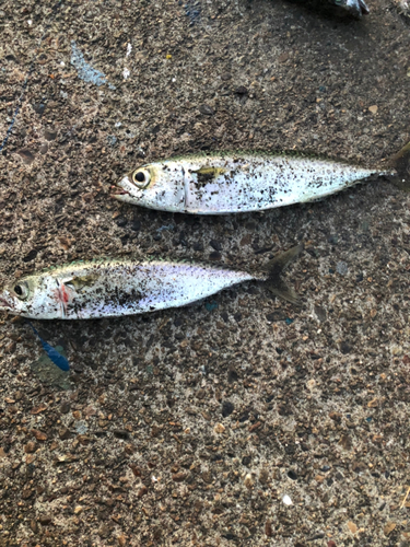 サバの釣果