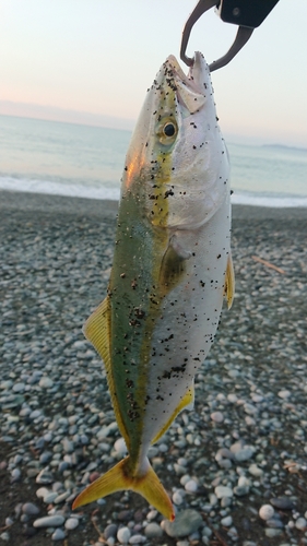 イナダの釣果