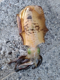 アオリイカの釣果