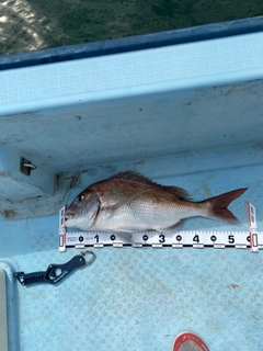 マダイの釣果