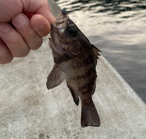 メバルの釣果