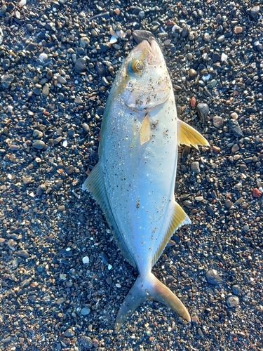 ショゴの釣果